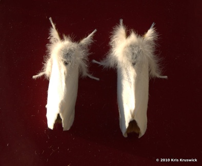 Fuzzy Pair