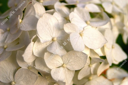 White-Flowers